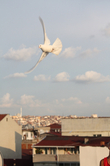 Pigeon of Mardin 2