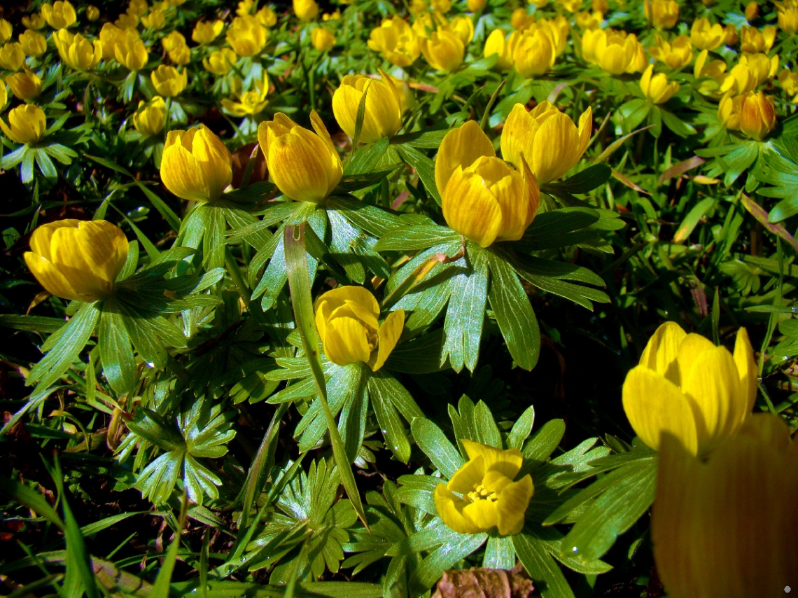 BLÜTEN
