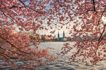  Cherry blossom season