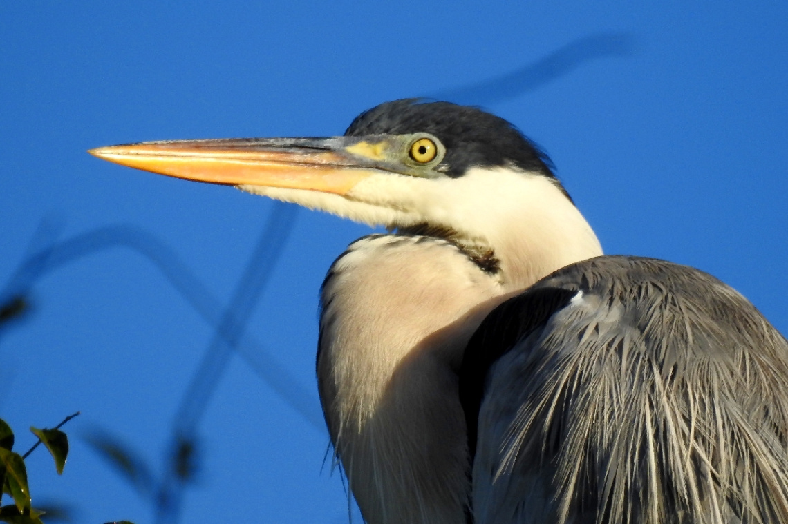 Cocoi Heron