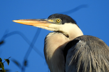 Cocoi Heron
