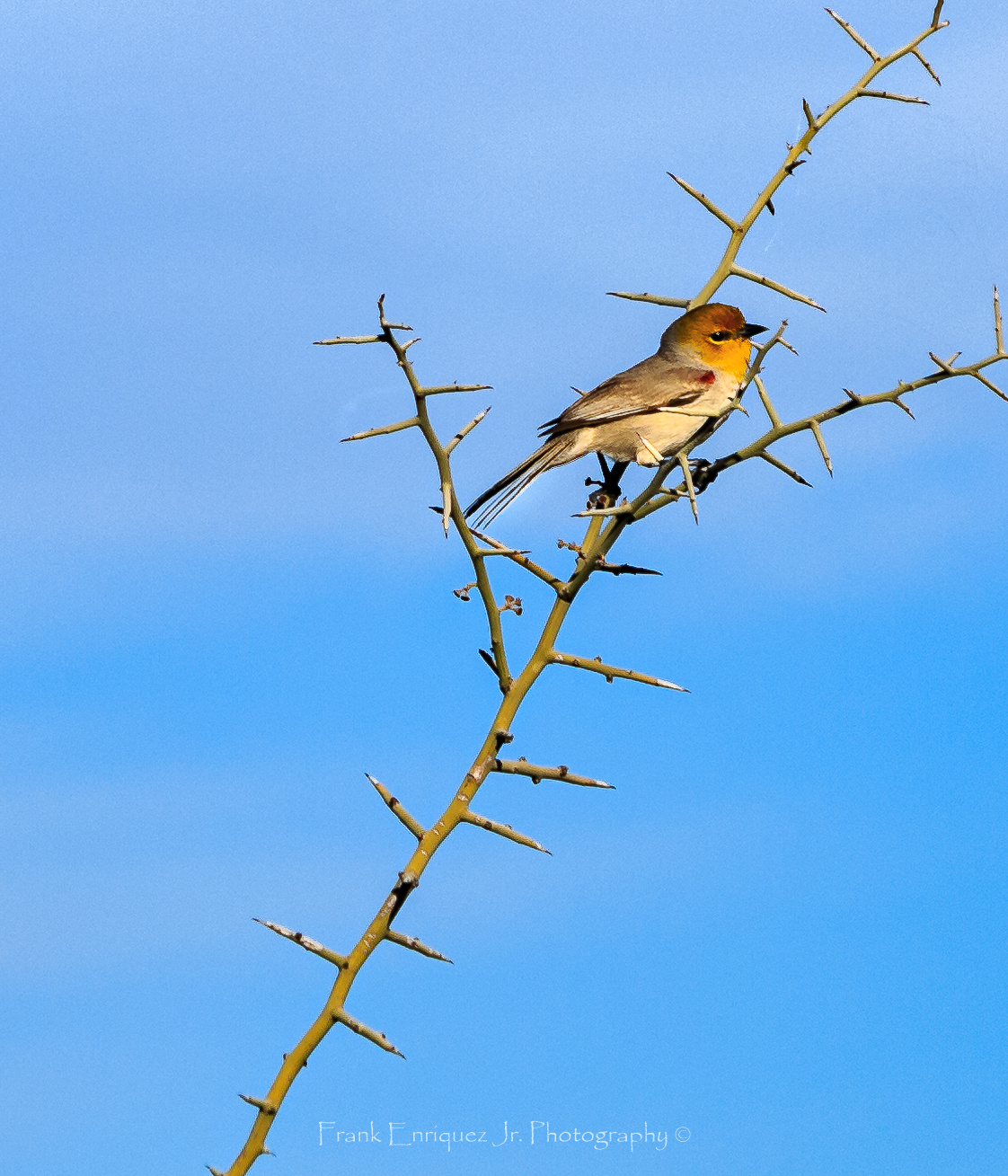 Just A Bird
