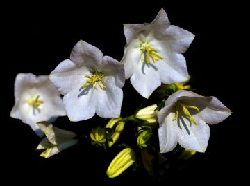 BLÜTEN