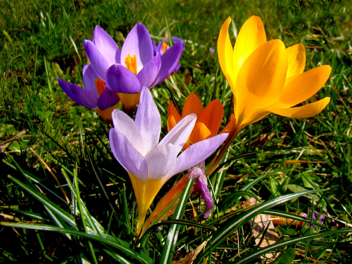 BLÜTEN