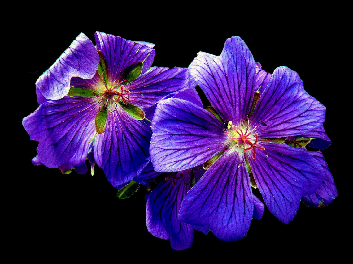 BLUMEN