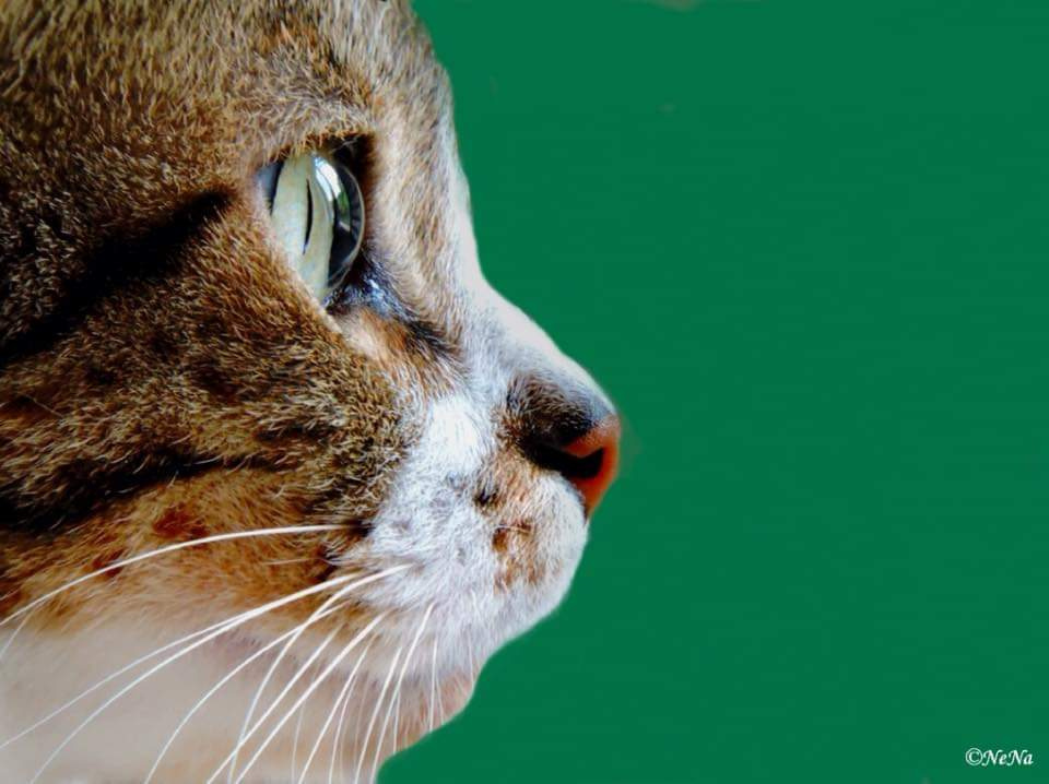 Cat's eyes 