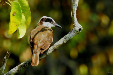 Great Kiskadee