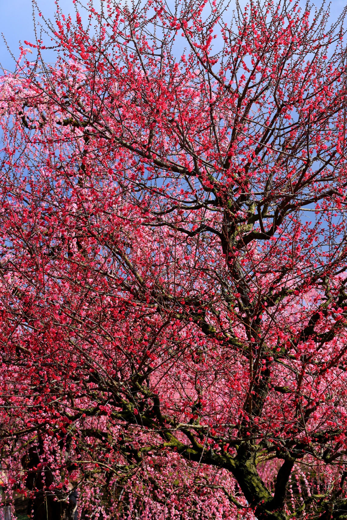 Red and Pink