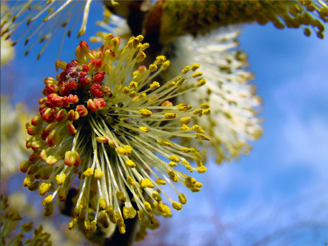 BLÜTEN