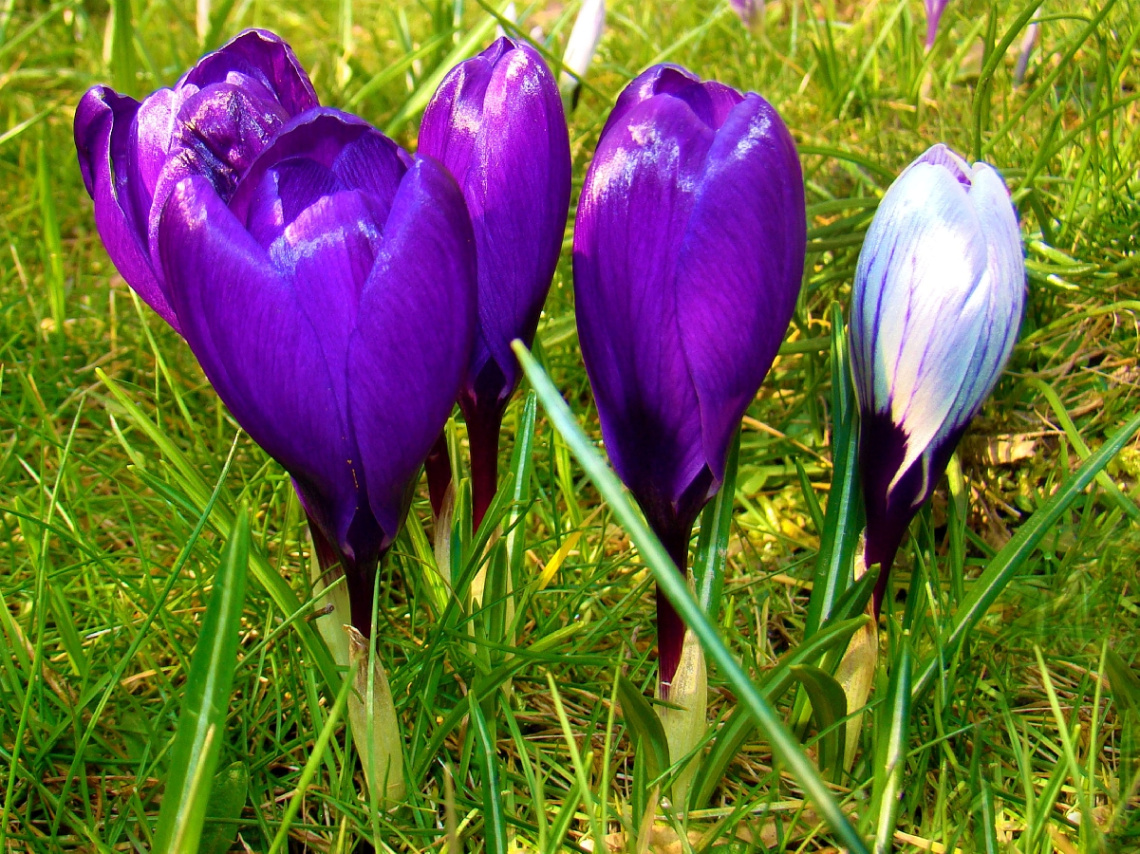 BLÜTEN