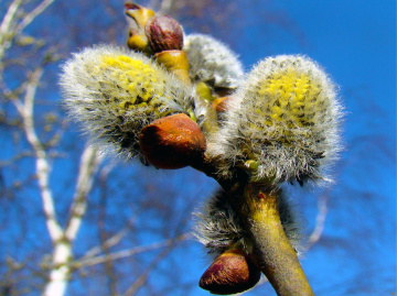 FRÜHLING