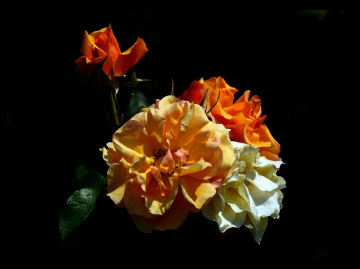 BLÜTEN