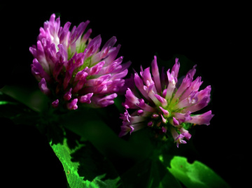BLÜTEN