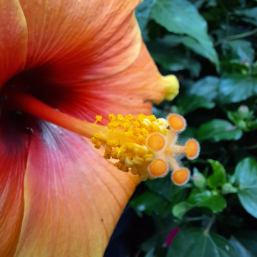 Hibiscus