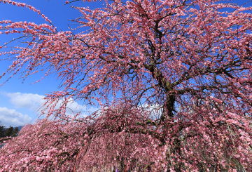 Pink blooming