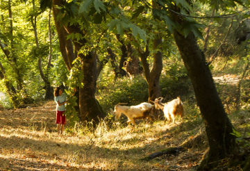 Taşra