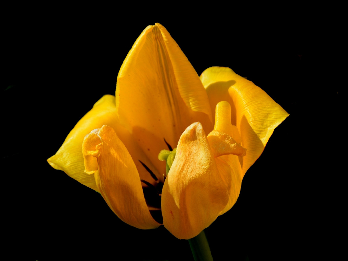 BLUME