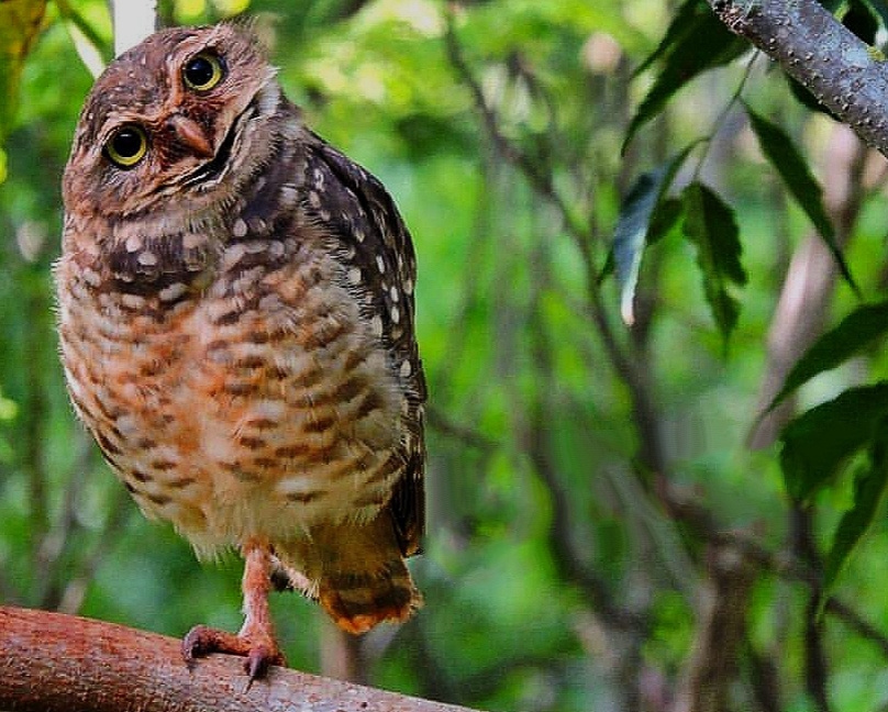 Burrowing Owl