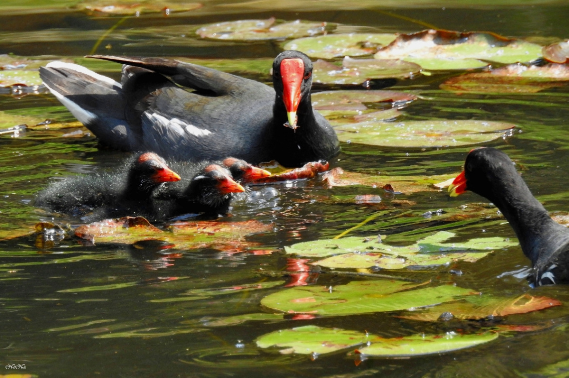 Common Moorhen family