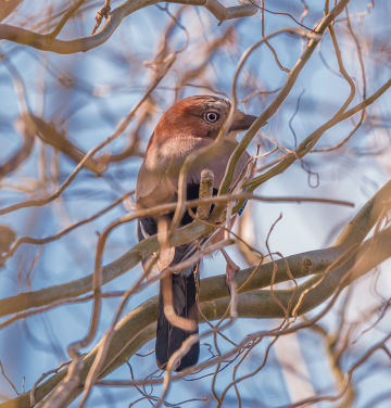 Garrulus glandarius