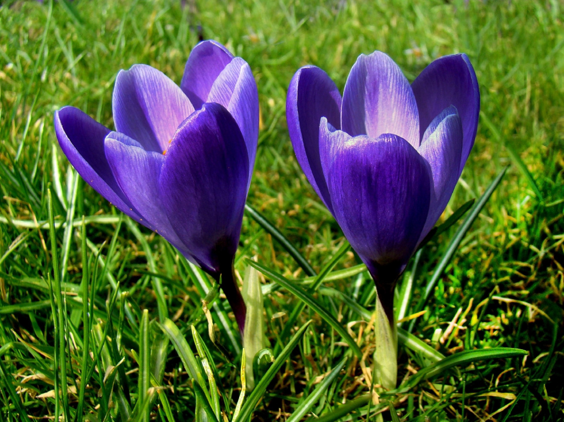BLUMEN