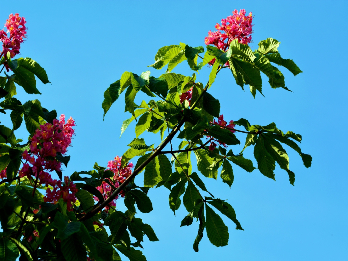 FRÜHLING