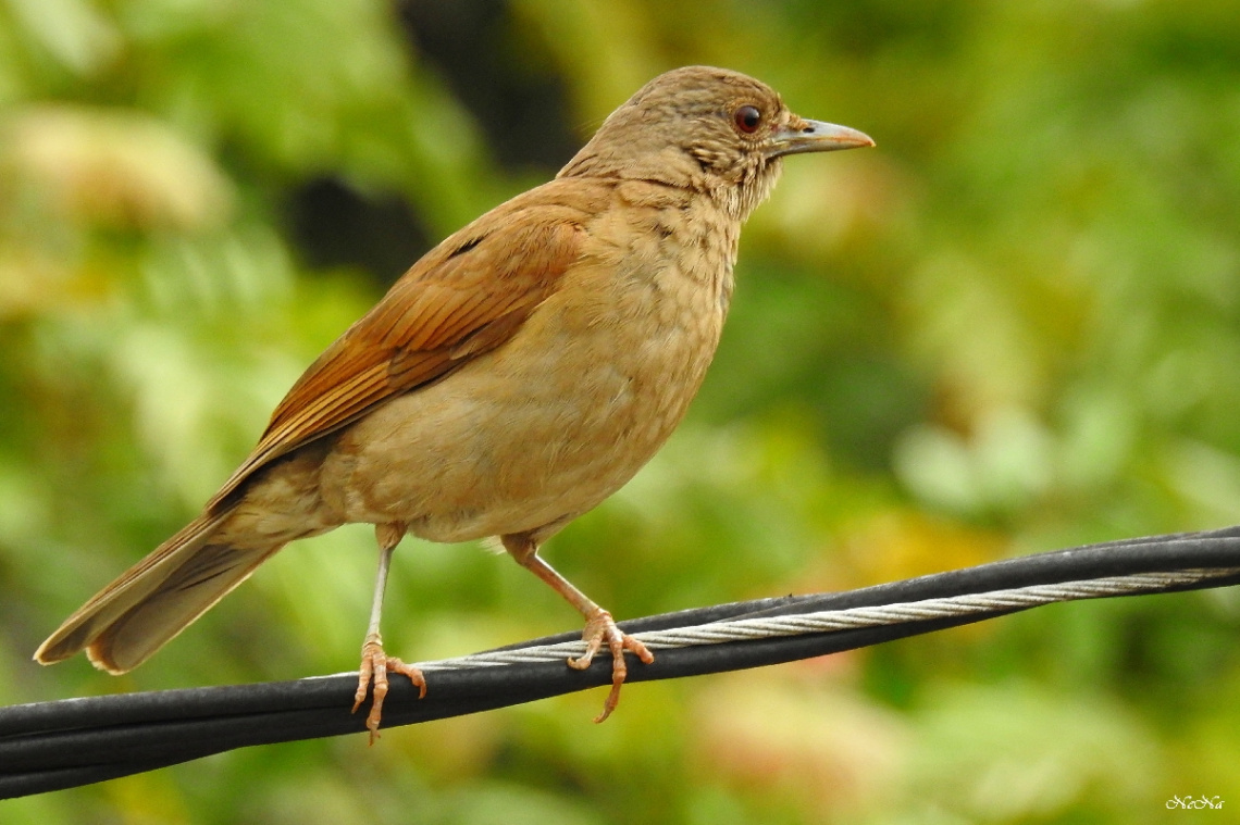 Pale-breasted Thrush