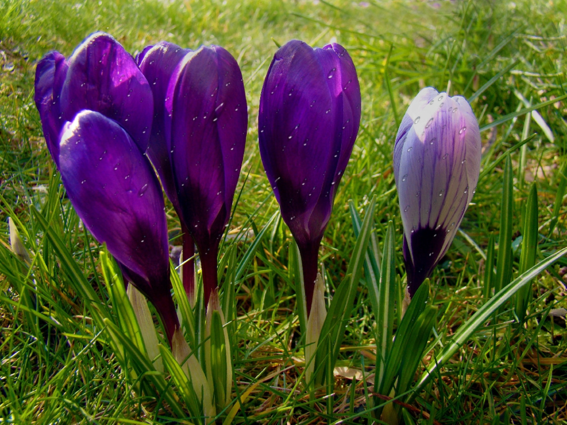 BLUMEN