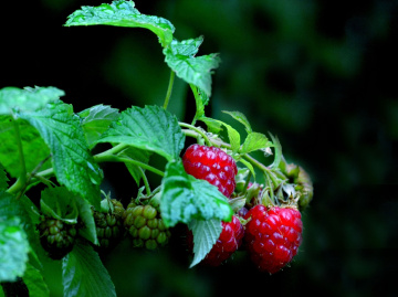 BEEREN