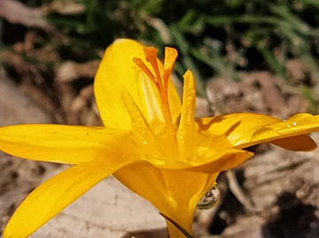 Miniciks Hayatlar  ÇİGDEM