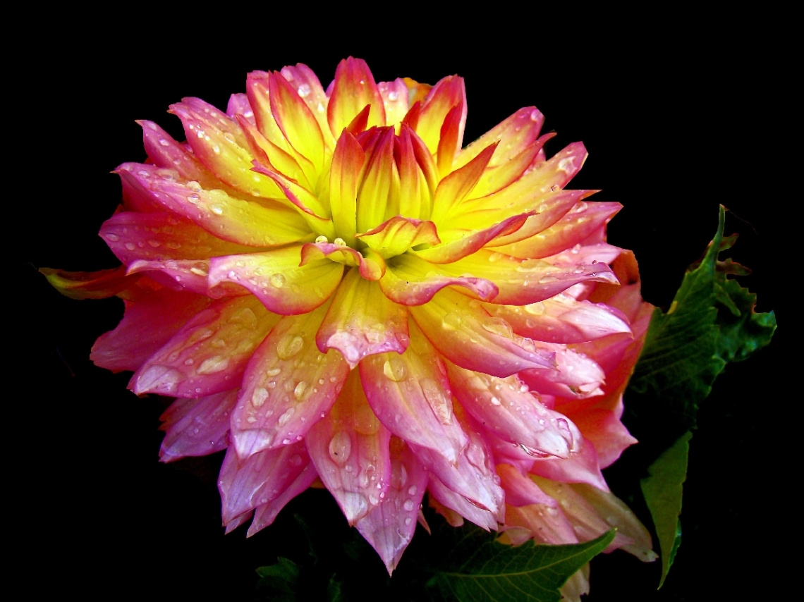 BLUME