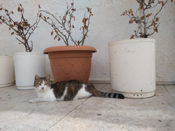 Kedi