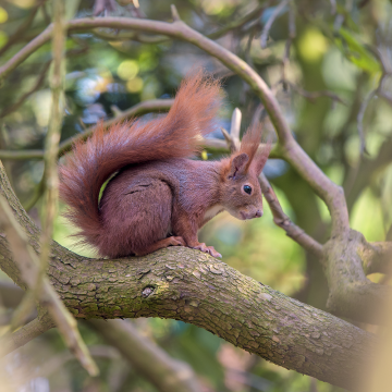 Squirrel