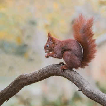 Squirrel 