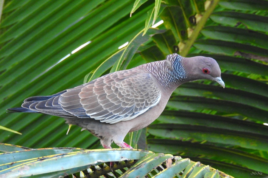 Picazuro Pigeon
