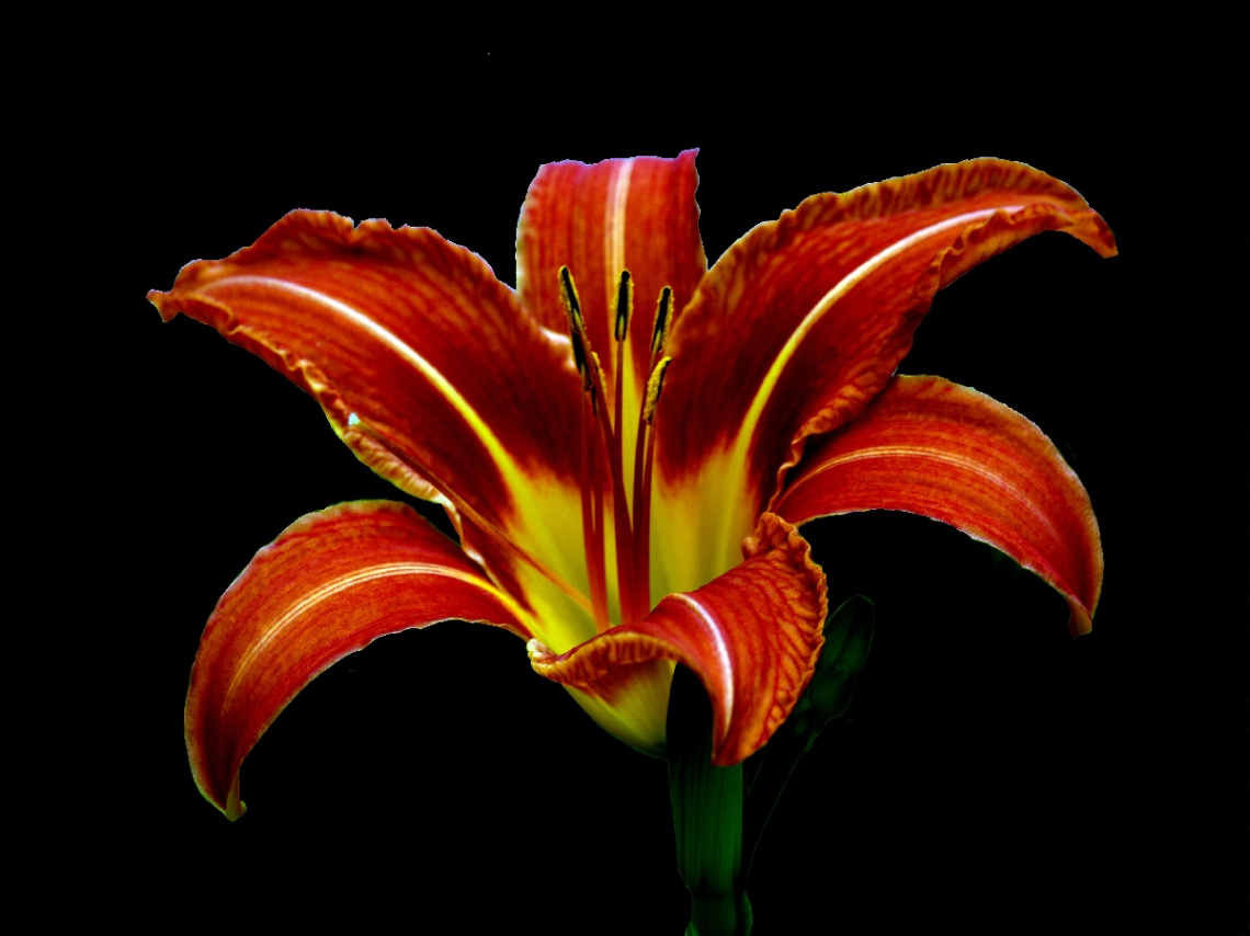 BLUME
