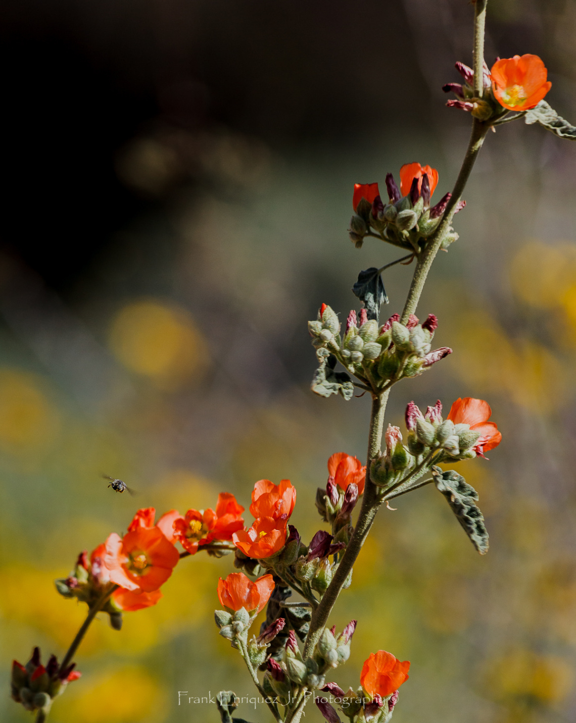 Early Spring Sonoran Desert Colors