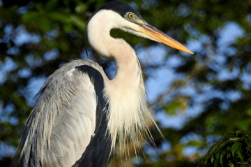 Cocoi Heron