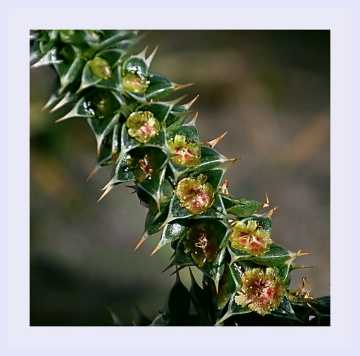 KUMSALDA BİR BİTKİ