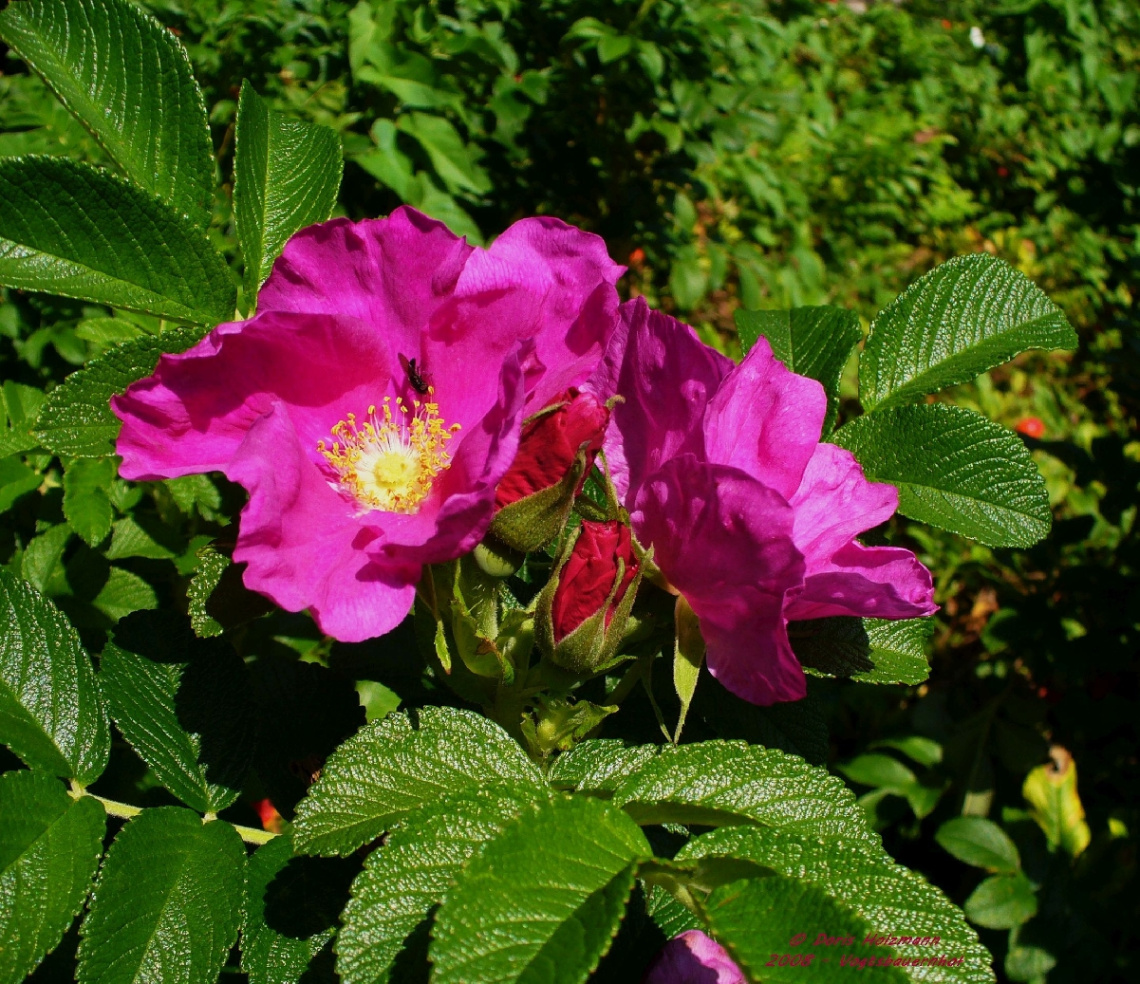 blossoms
