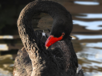 Swan