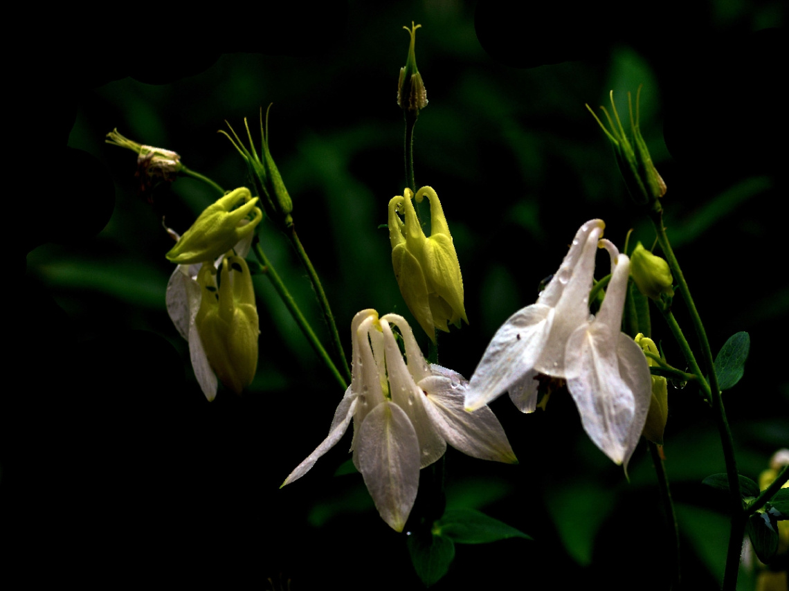 BLUMEN