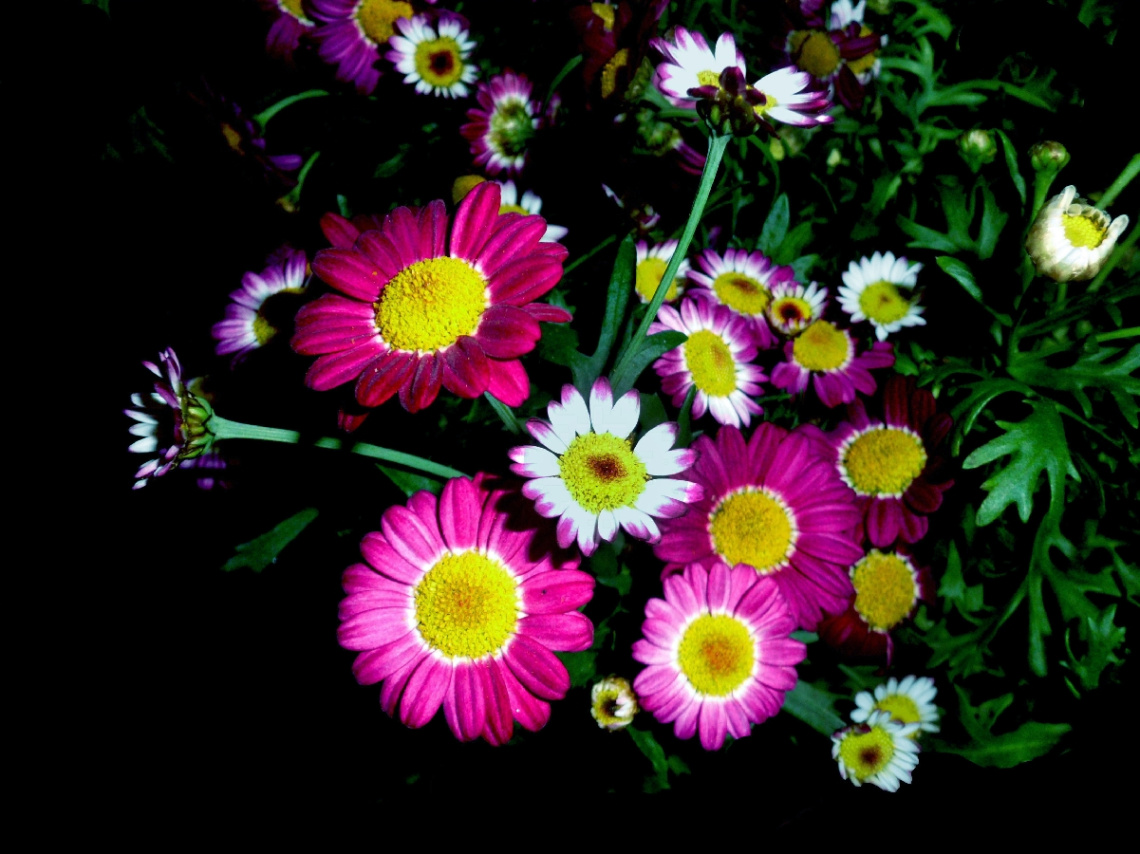 BLUMEN