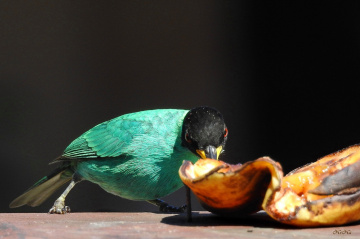 Green Honeycreeper