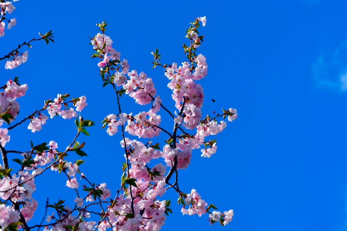 FRÜHLING