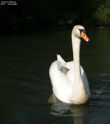 swan 