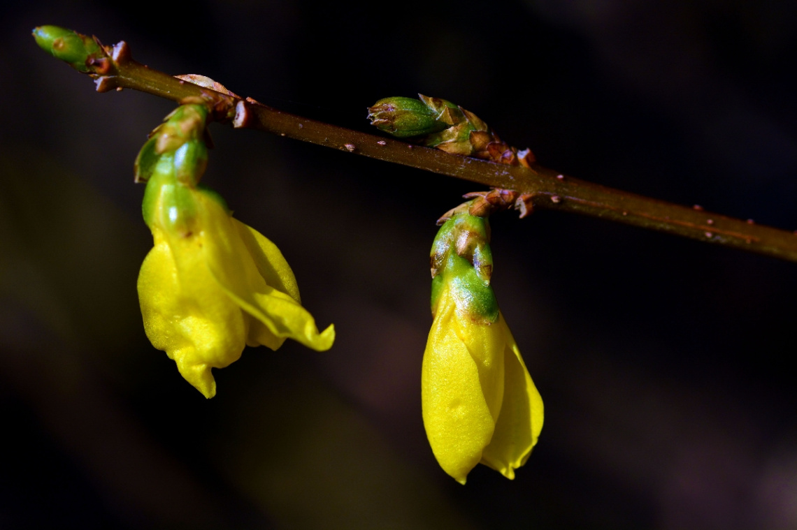 FRÜHLING