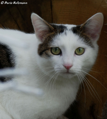 neighbours cat 