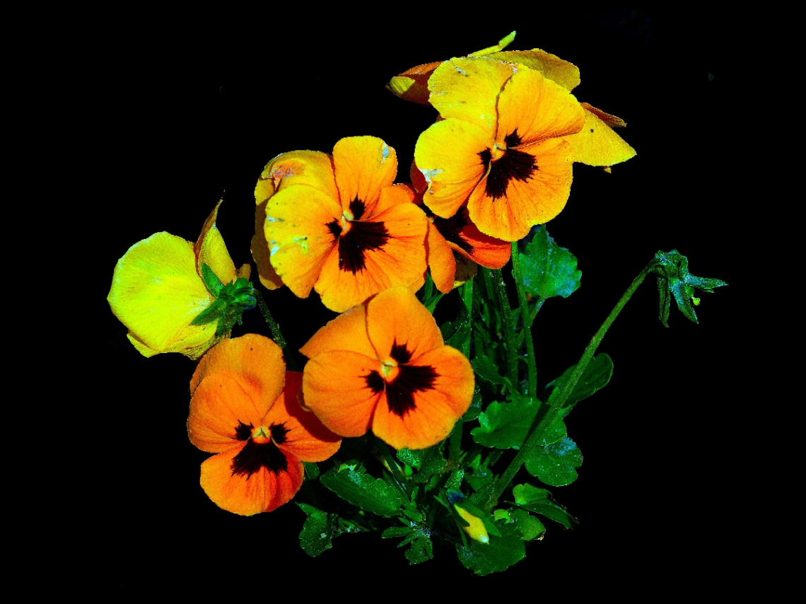 BLUMEN