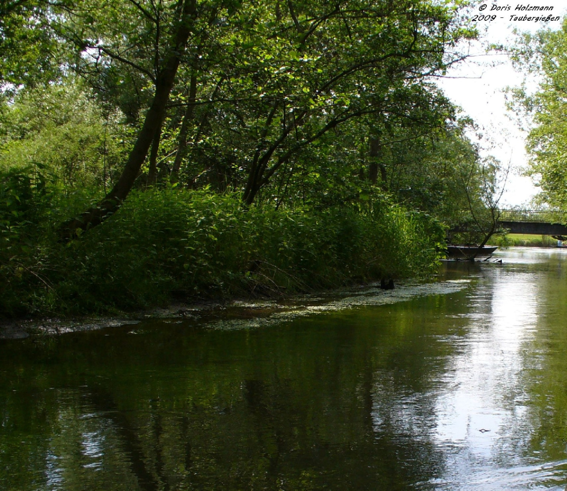 Nature reserve Taubergießen